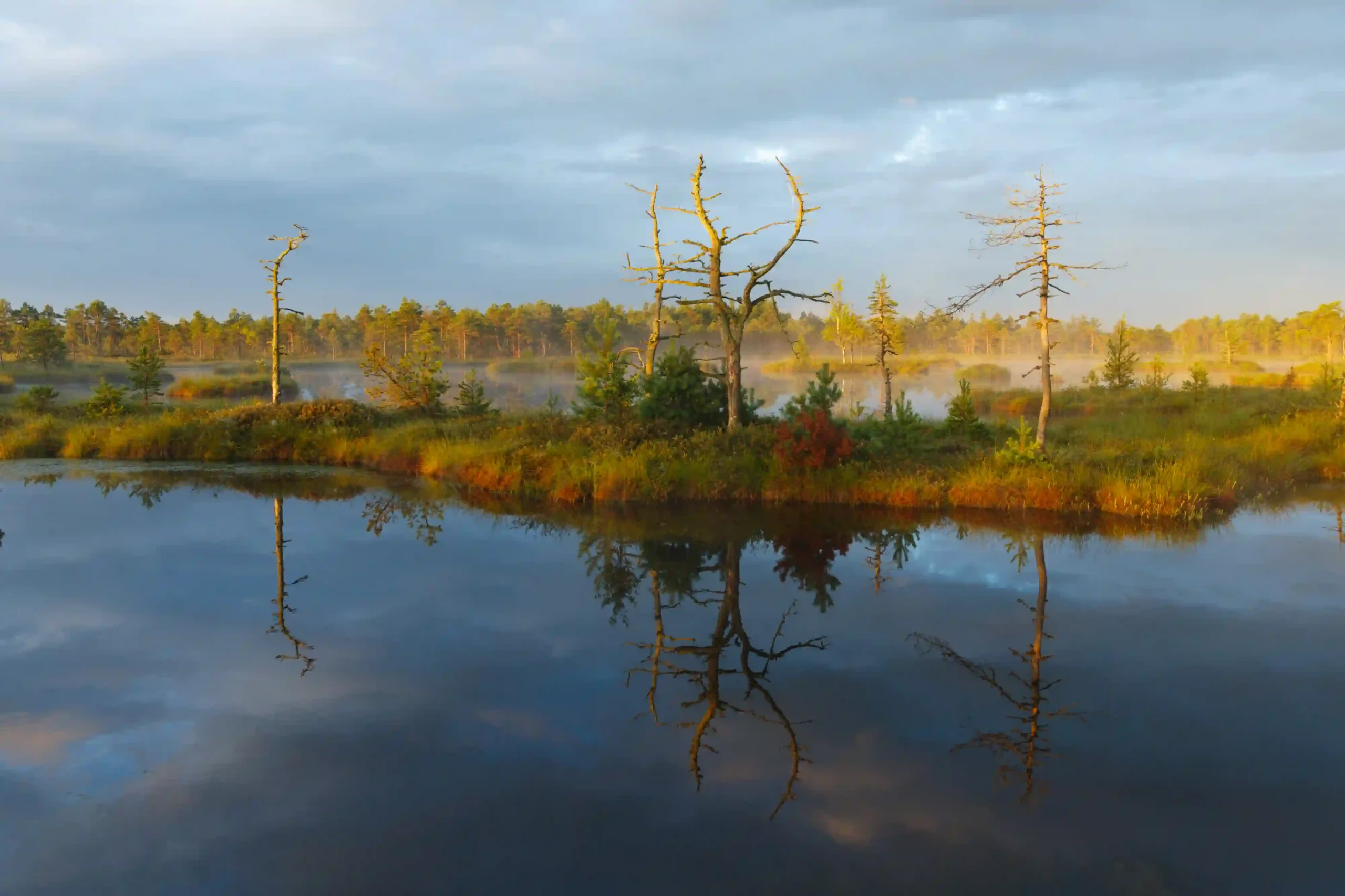 Swamp trip in Estonian nature