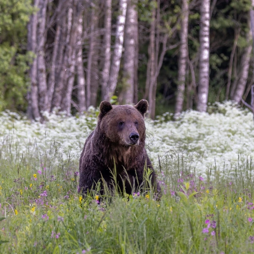 bear photography hide estonia