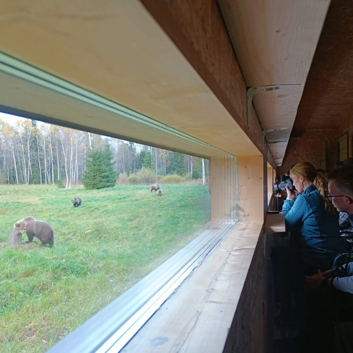 brown bear watching hide estonia