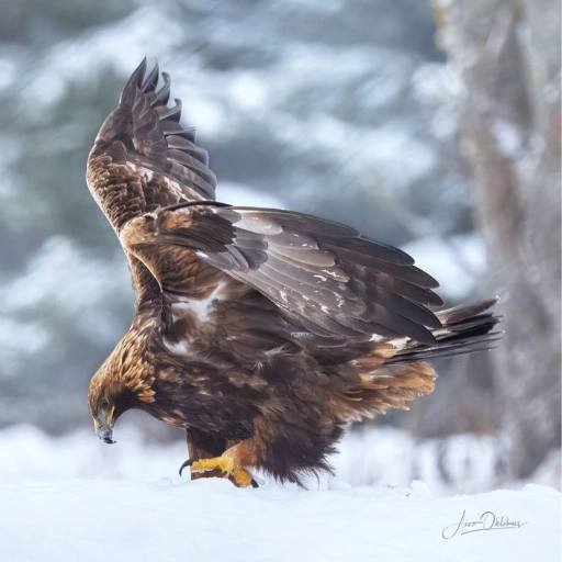 eagle watching photography hide naturest