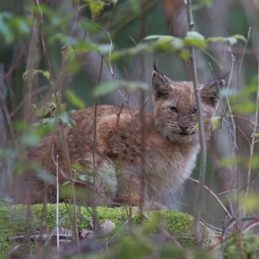 estonia lynx wildlife tour