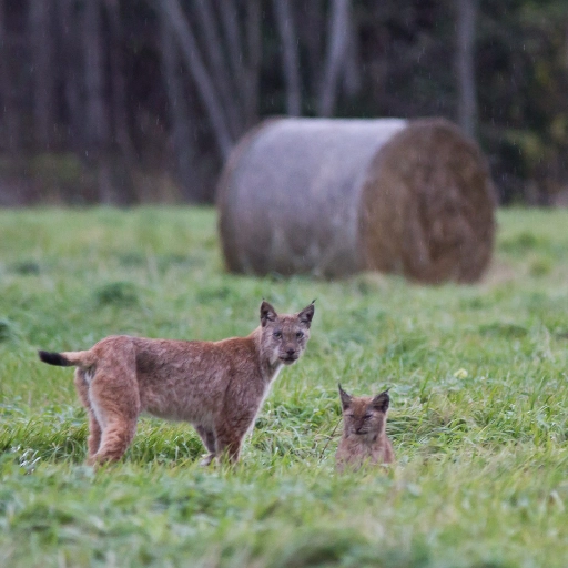 eurasian lynx in estonian forest