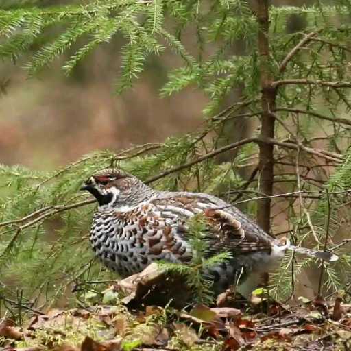 hazel grouse estonia bird watching