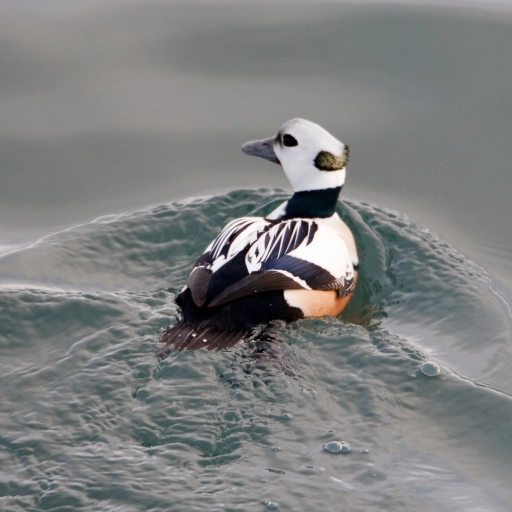 stellers eider estonia