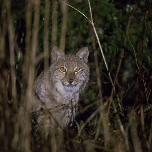 winter lynx tracking tour estonia