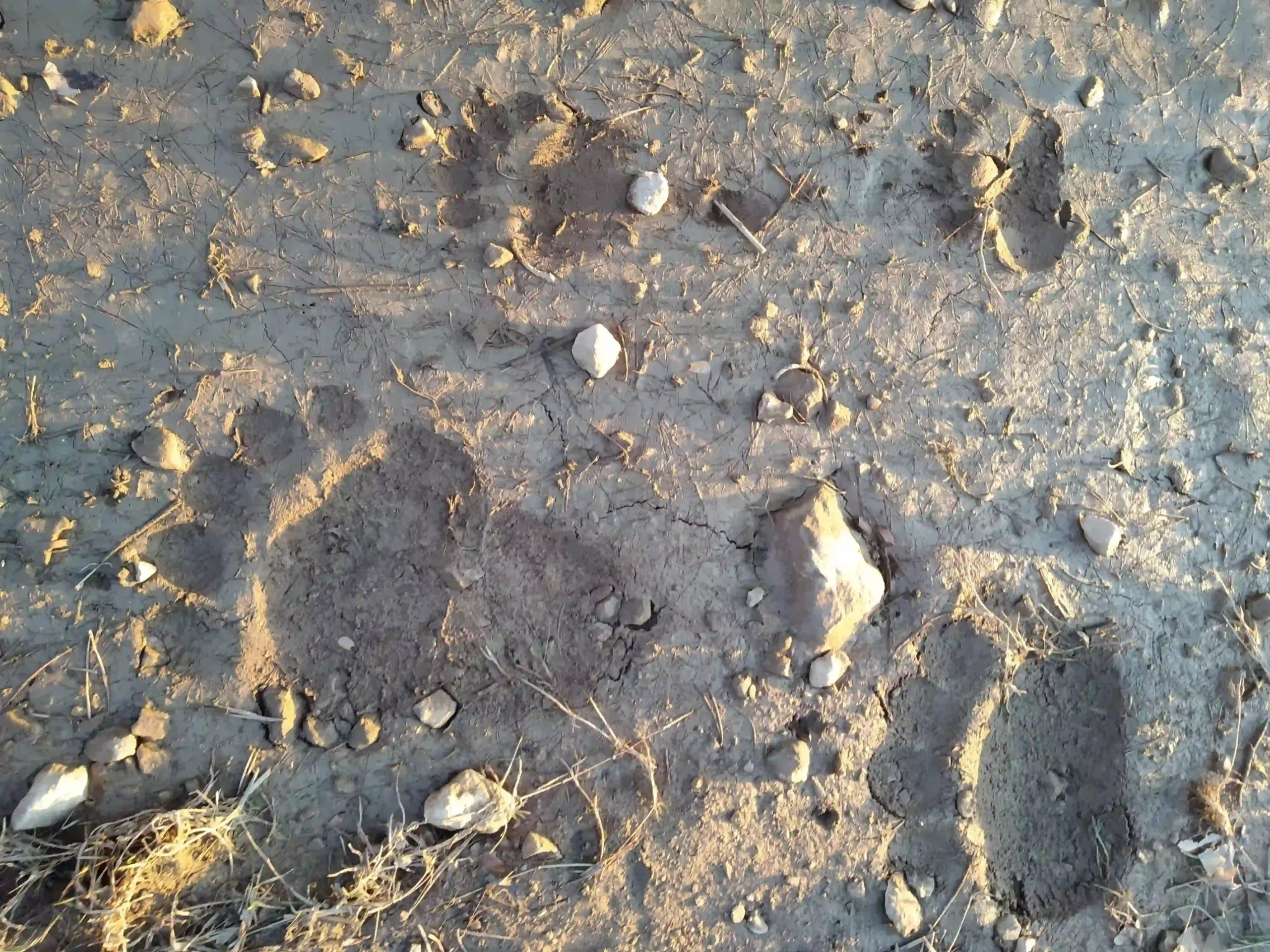 bear footprints wild life tours in europe estonia activest
