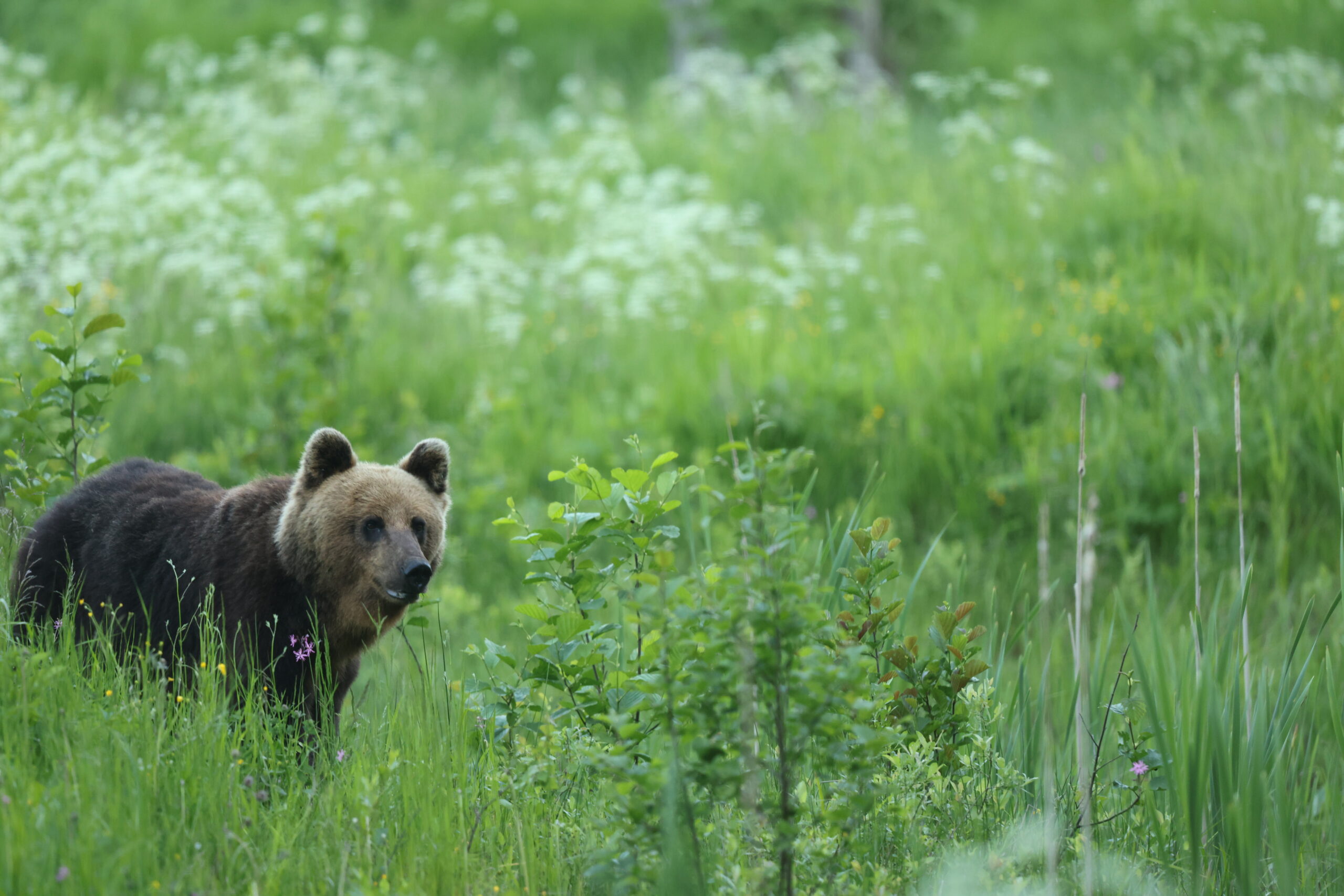 bear watching estonia activest